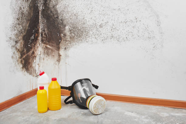 Attic Mold Removal in North Hornell, NY