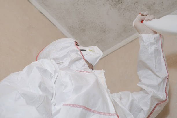 Best Certified Mold Removal  in North Hornell, NY
