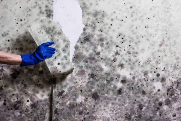 Best Black Mold Removal  in North Hornell, NY